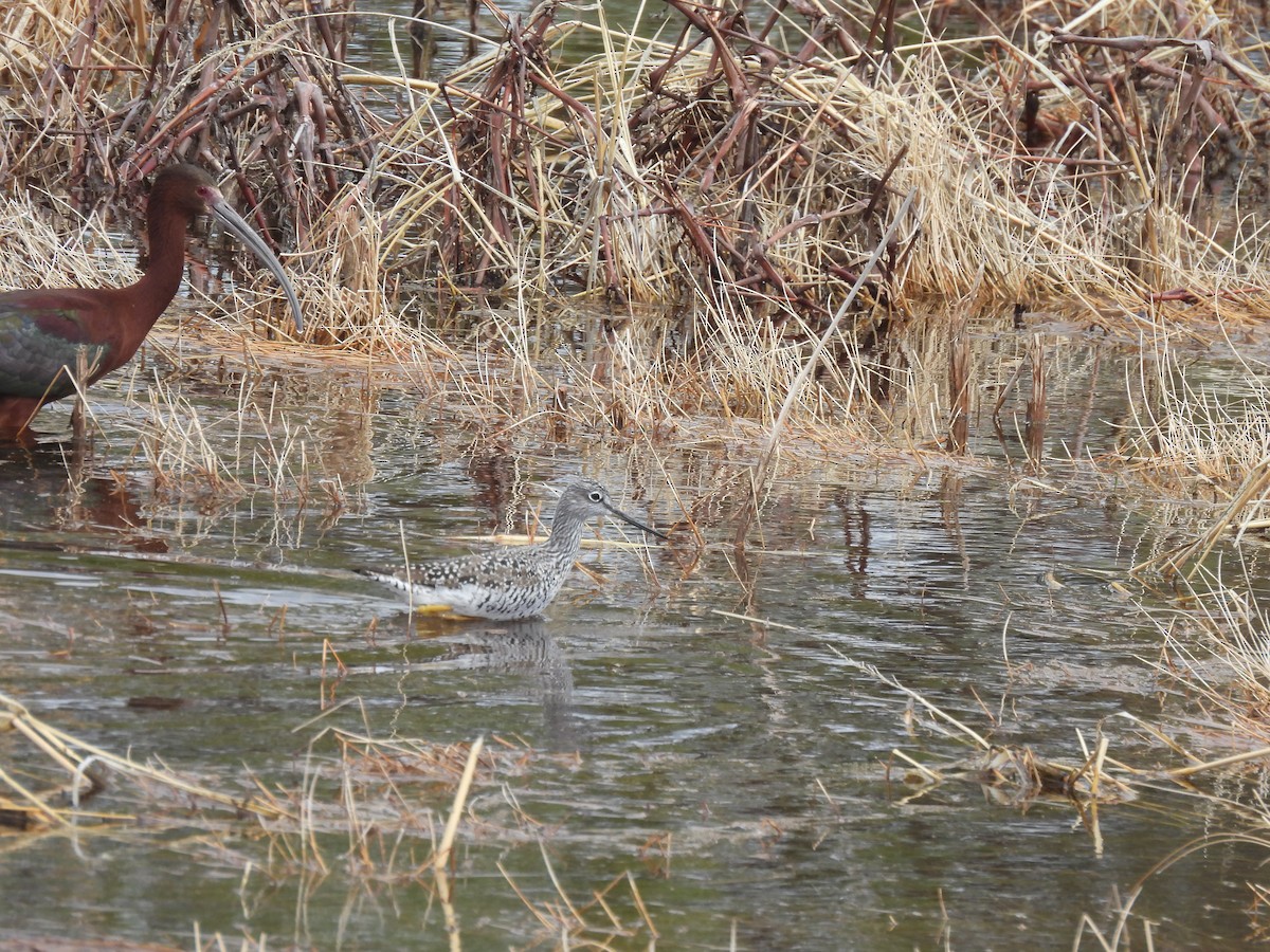Greater Yellowlegs - ML617240540