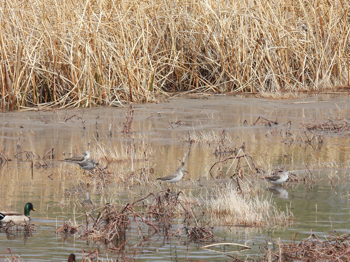 Greater Yellowlegs - ML617240541