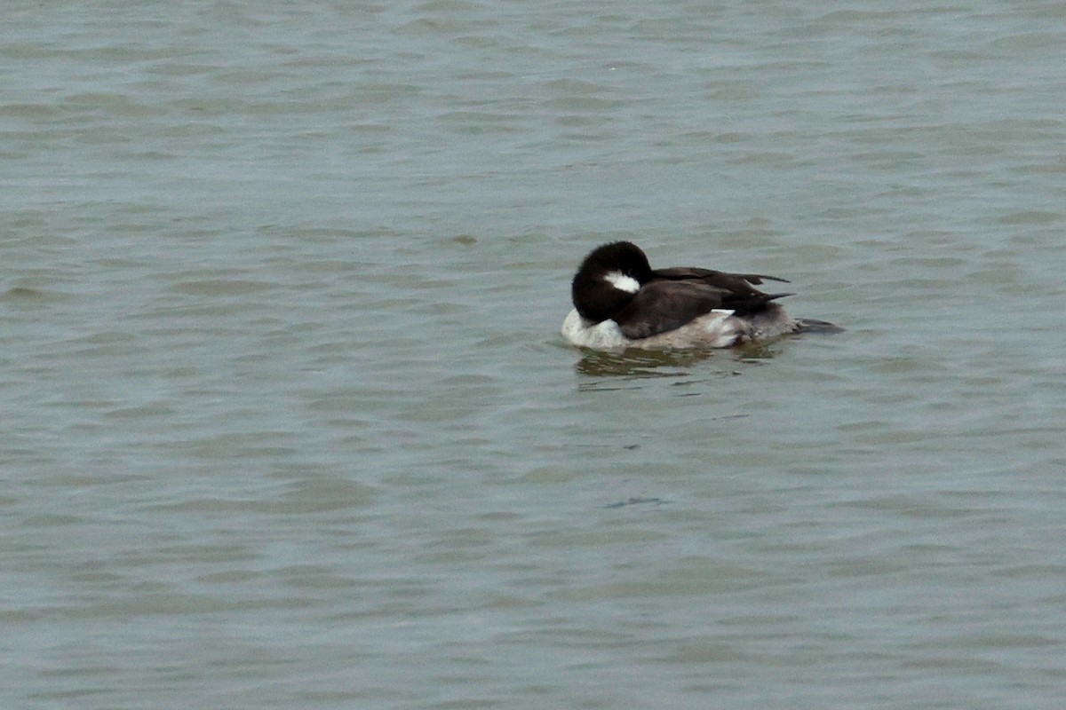 Bufflehead - Maurice Raymond