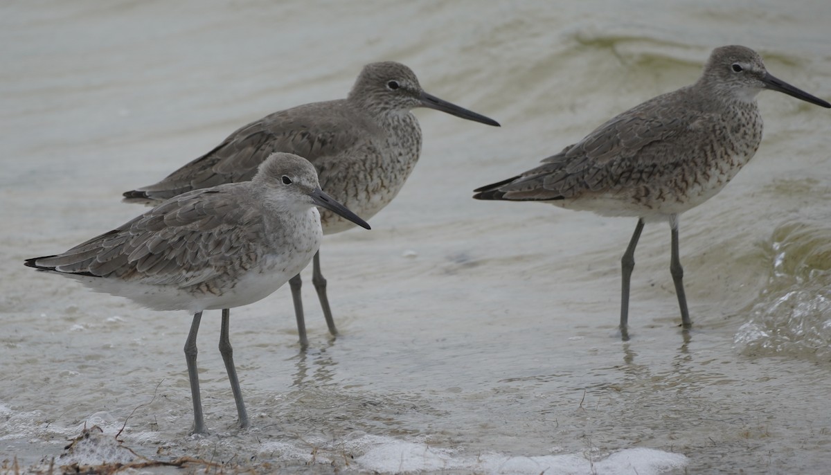 Willet - ML617240568