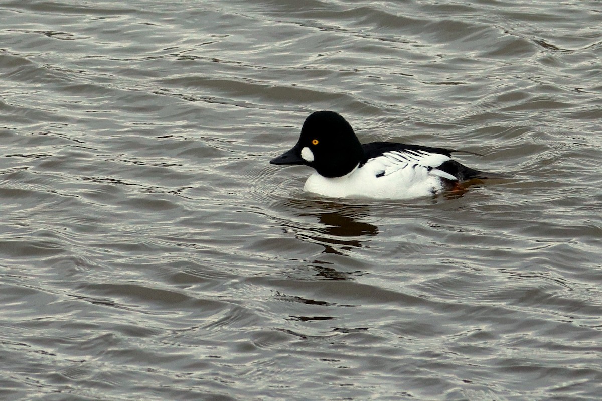 Common Goldeneye - Maurice Raymond