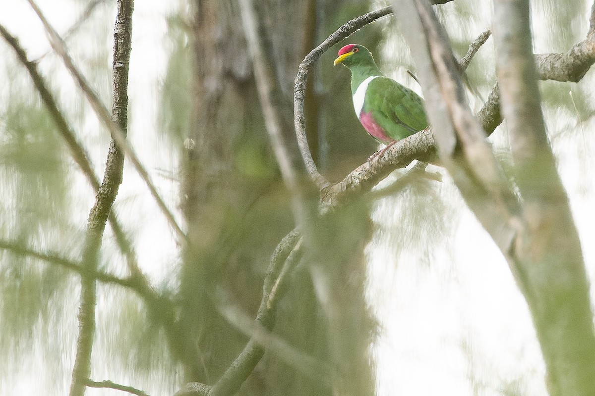 White-breasted Fruit-Dove (Moluccan) - ML617240638