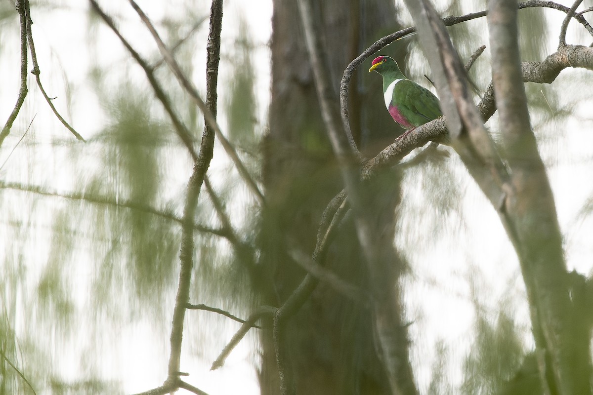 holub žlutozobý (ssp. prasinorrhous) - ML617240639