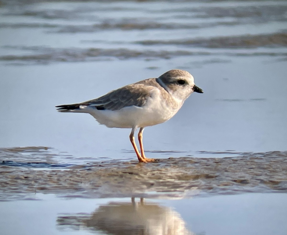 Piping Plover - ML617240654