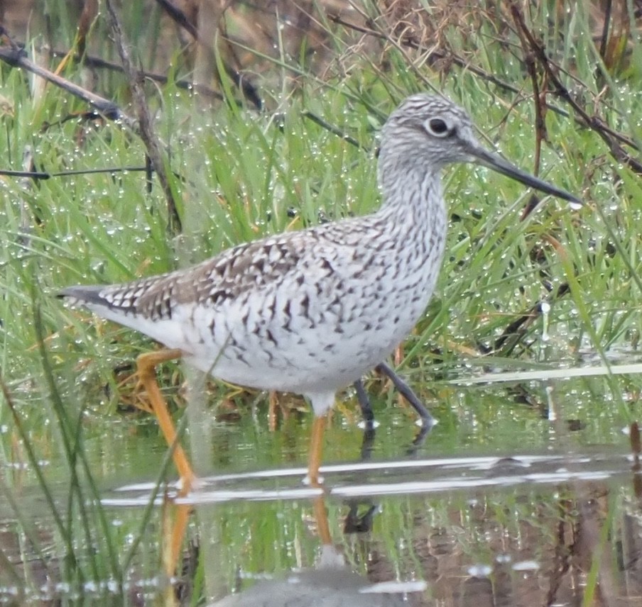 Greater Yellowlegs - ML617240681