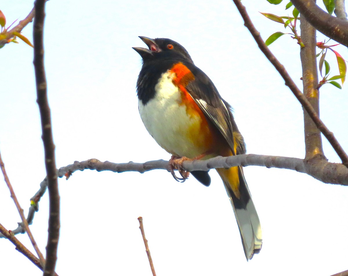 pipilo rudooký - ML617240776