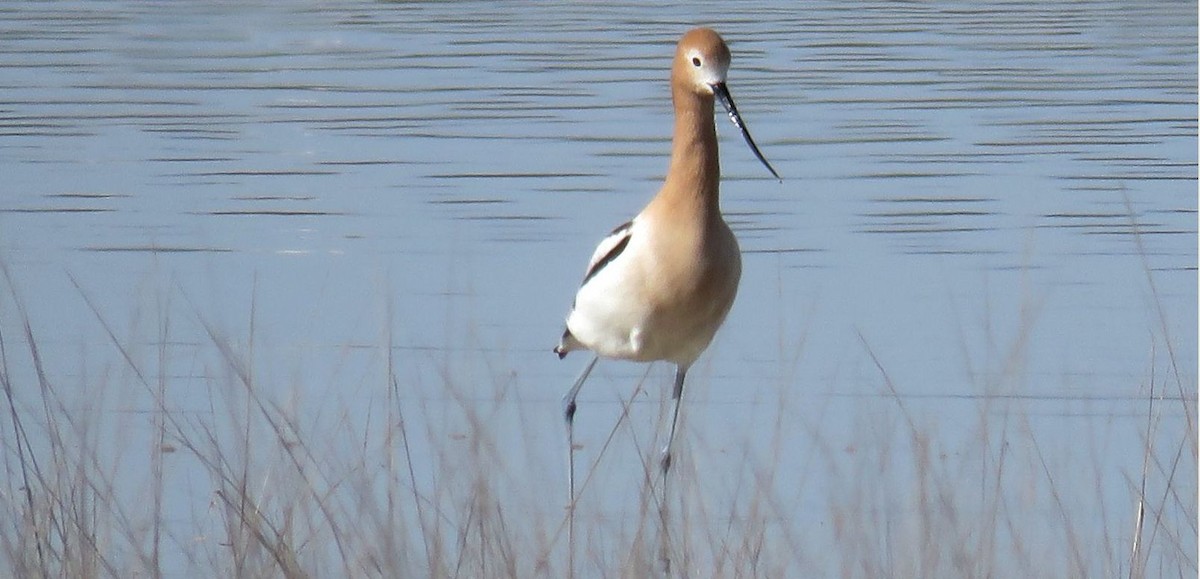 American Avocet - ML617240838