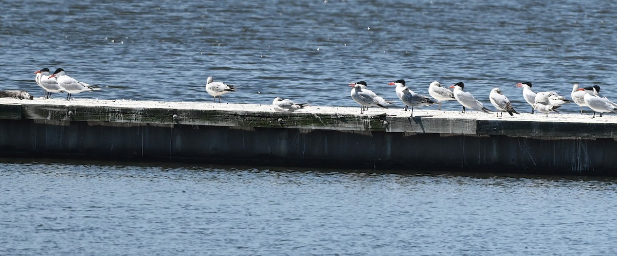 Caspian Tern - ML617240875