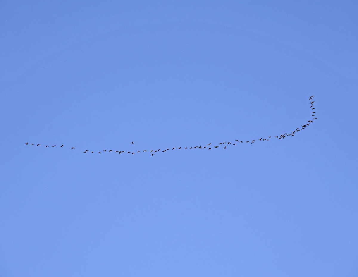 White-faced Ibis - ML617240880