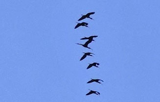 White-faced Ibis - ML617240881