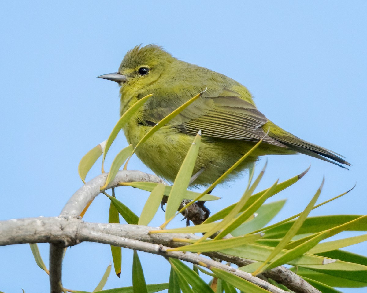 Orange-crowned Warbler - ML617240894