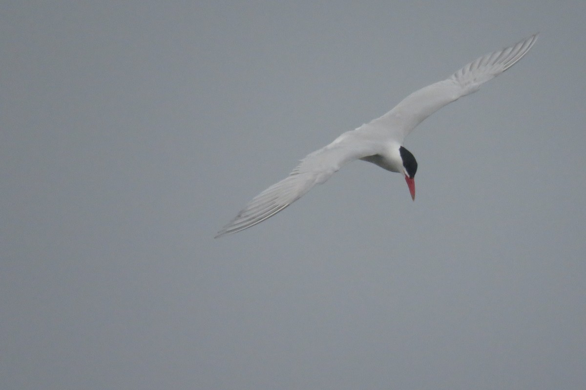 Caspian Tern - ML617240958