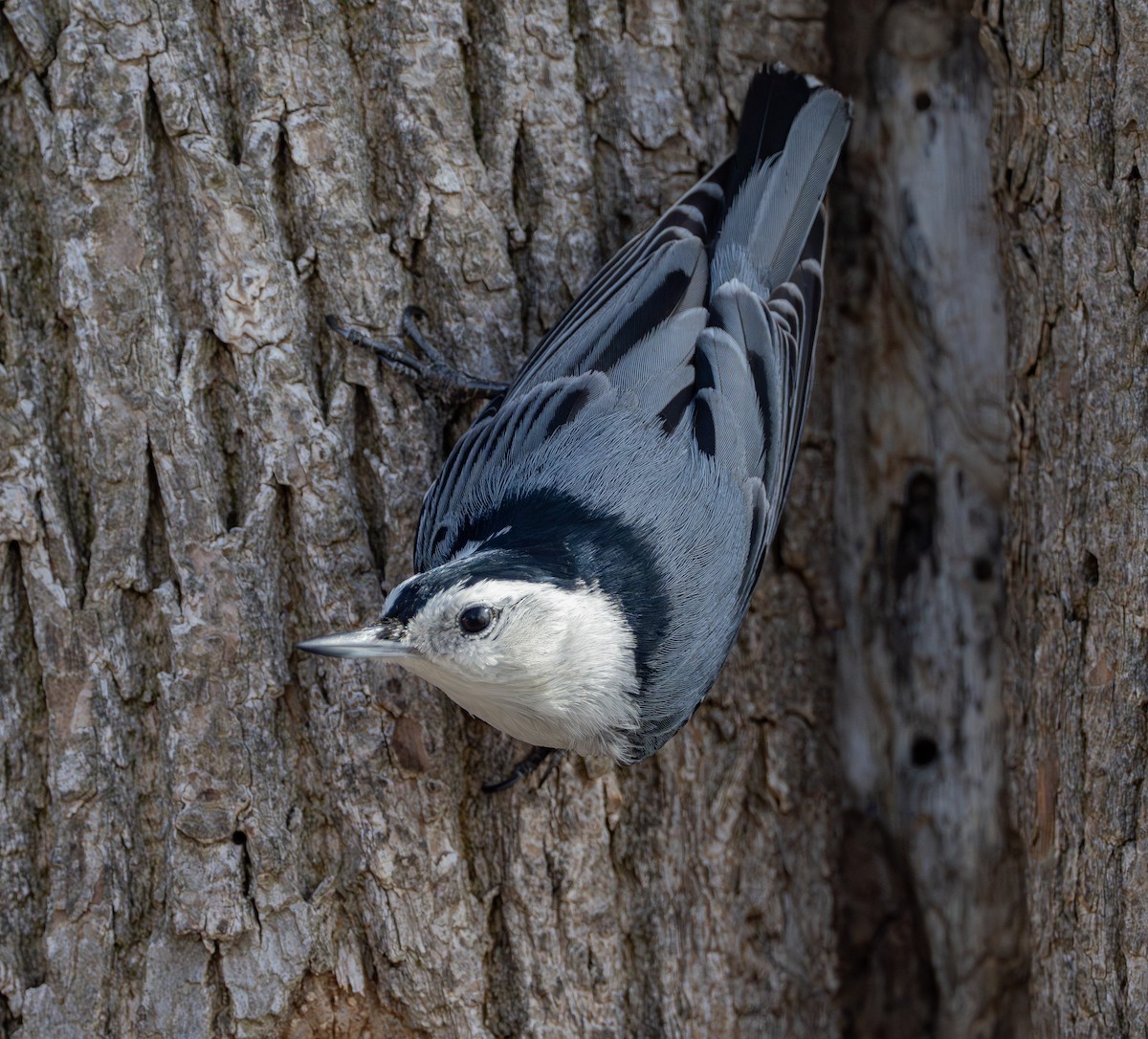 White-breasted Nuthatch - ML617240964