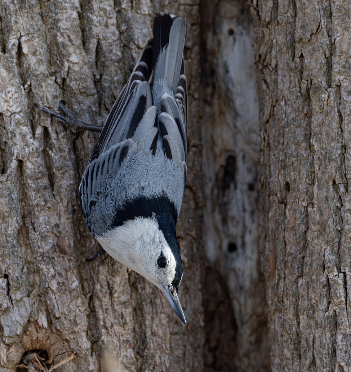 White-breasted Nuthatch - Lawrence Rhoads