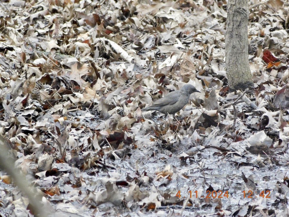 Rusty Blackbird - ML617240969