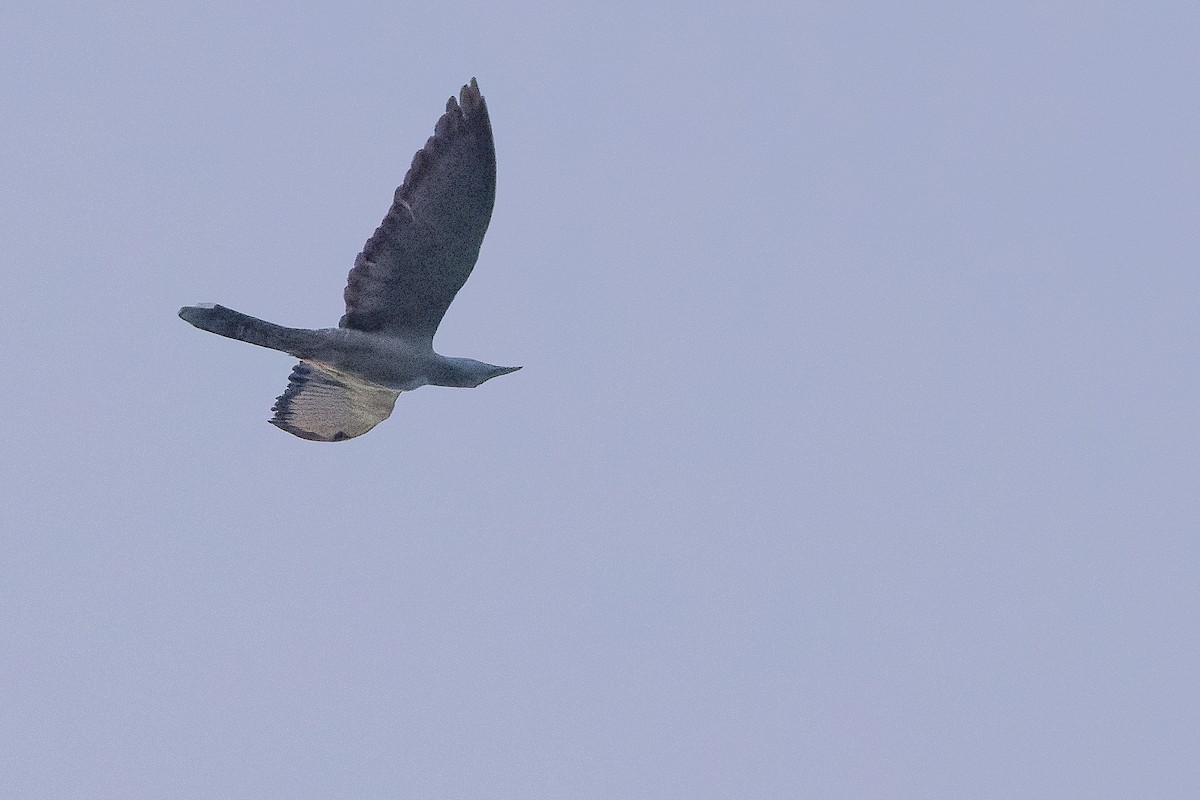 Channel-billed Cuckoo - ML617240973