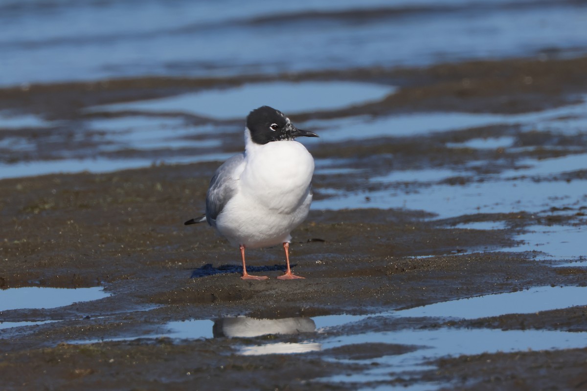 Bonaparte's Gull - ML617240988