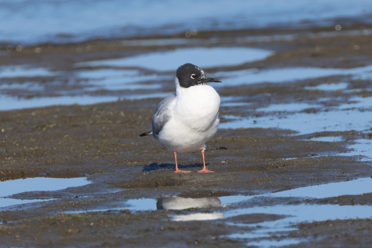 Bonaparte's Gull - ML617240989