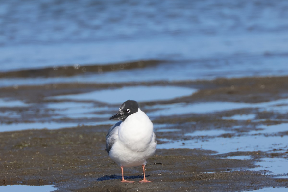 Bonaparte's Gull - ML617240990