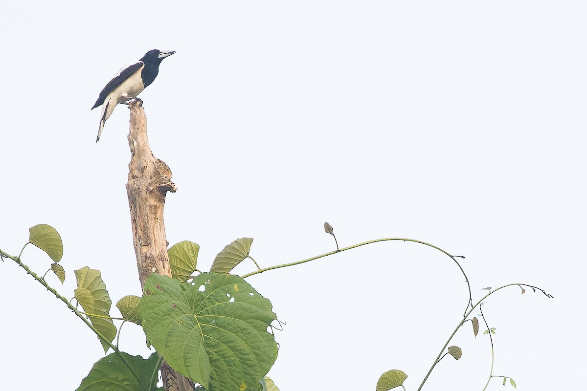 Папуанская флейтовая птица - ML617240994