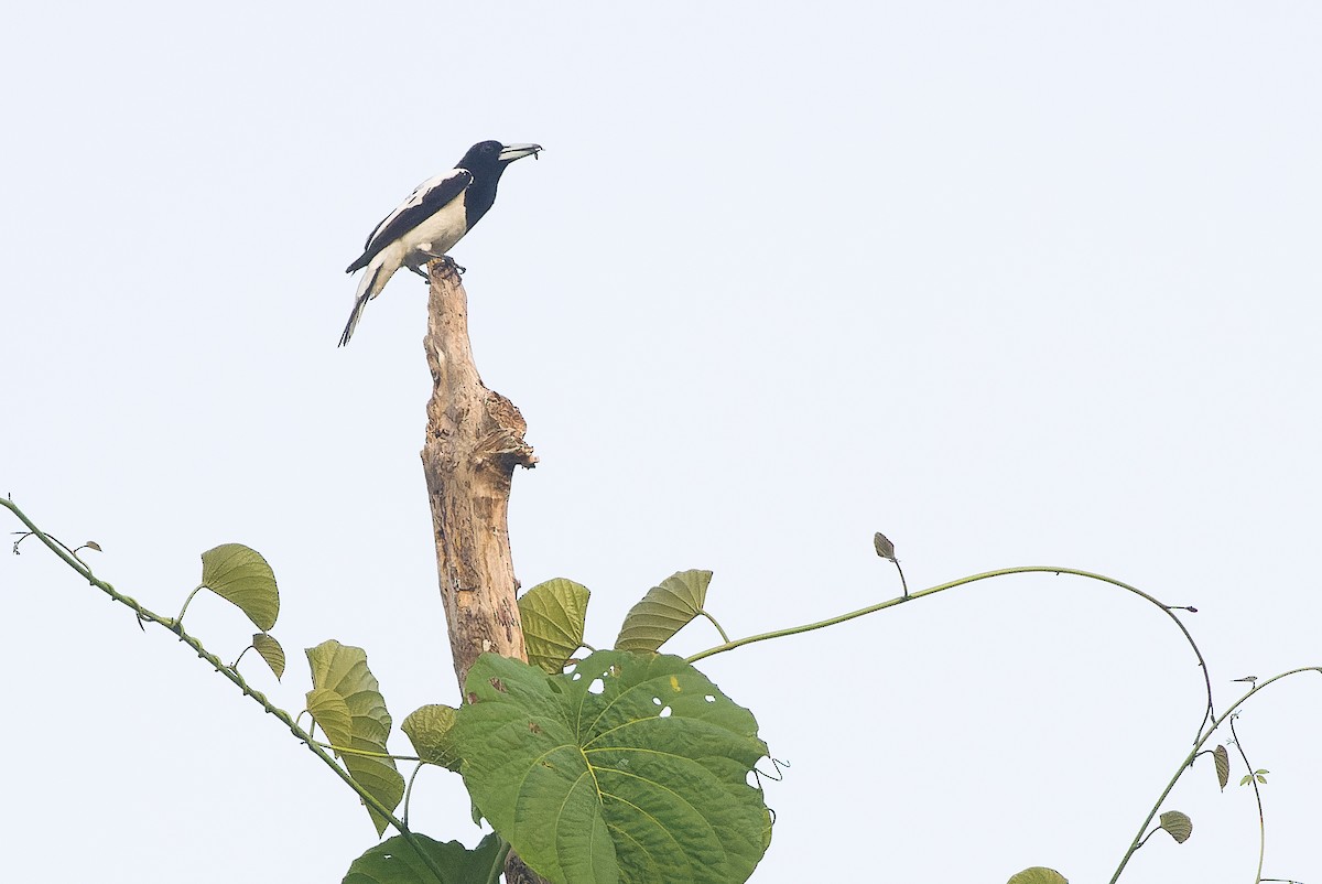 Папуанская флейтовая птица - ML617240995