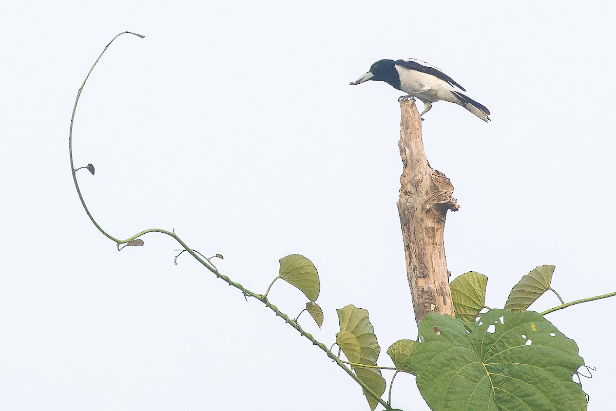 Папуанская флейтовая птица - ML617240996