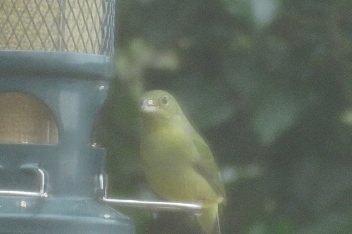 Painted Bunting - J. Isaacs