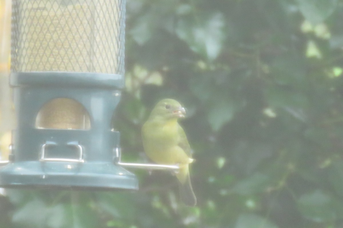 Painted Bunting - J. Isaacs