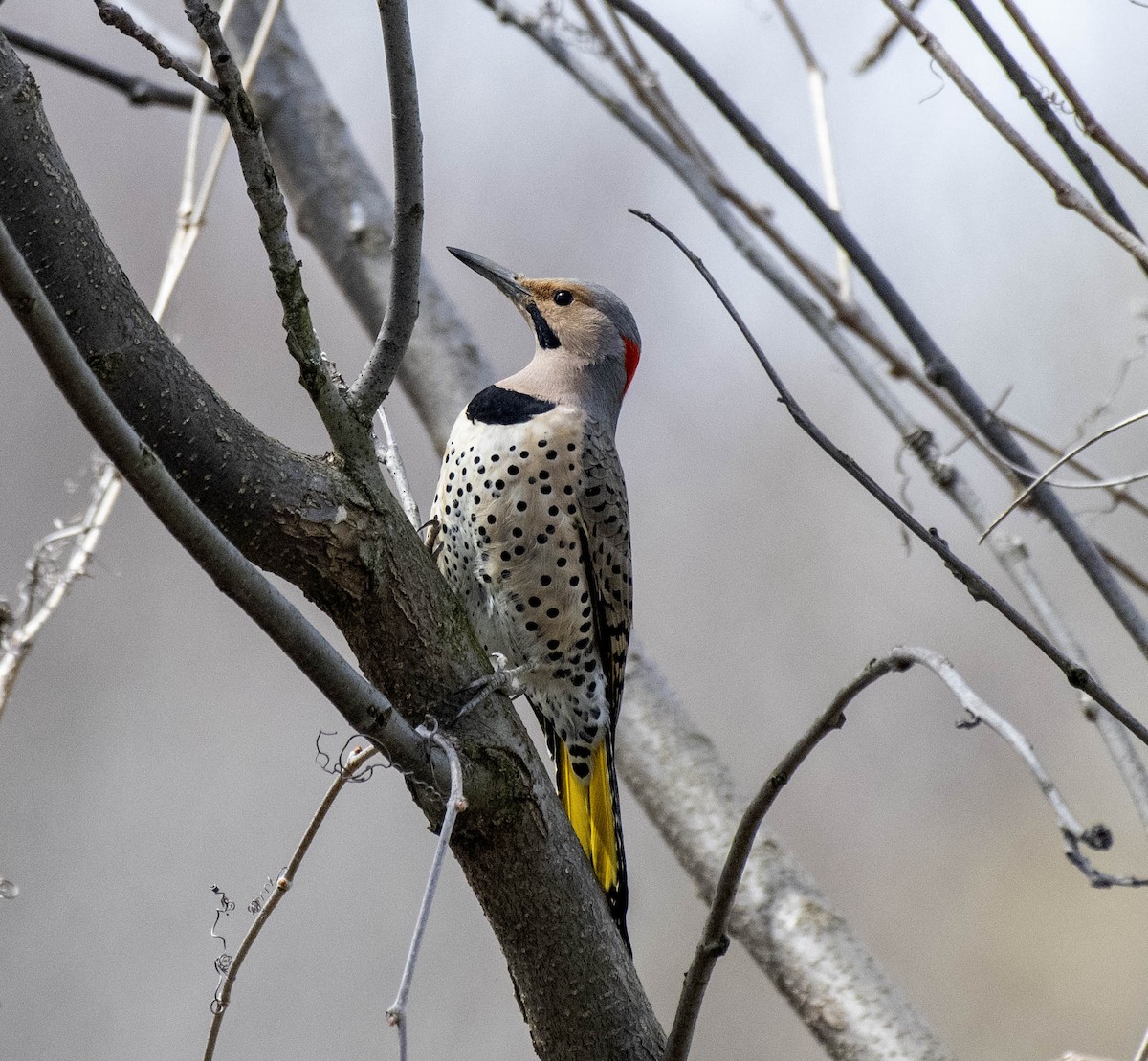 Northern Flicker - ML617241008