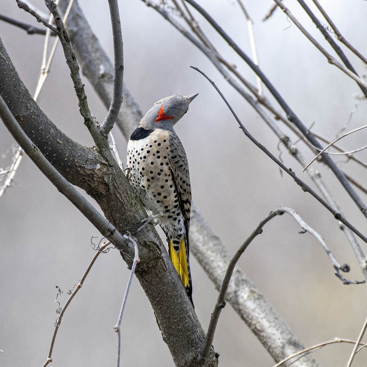 Northern Flicker - ML617241009