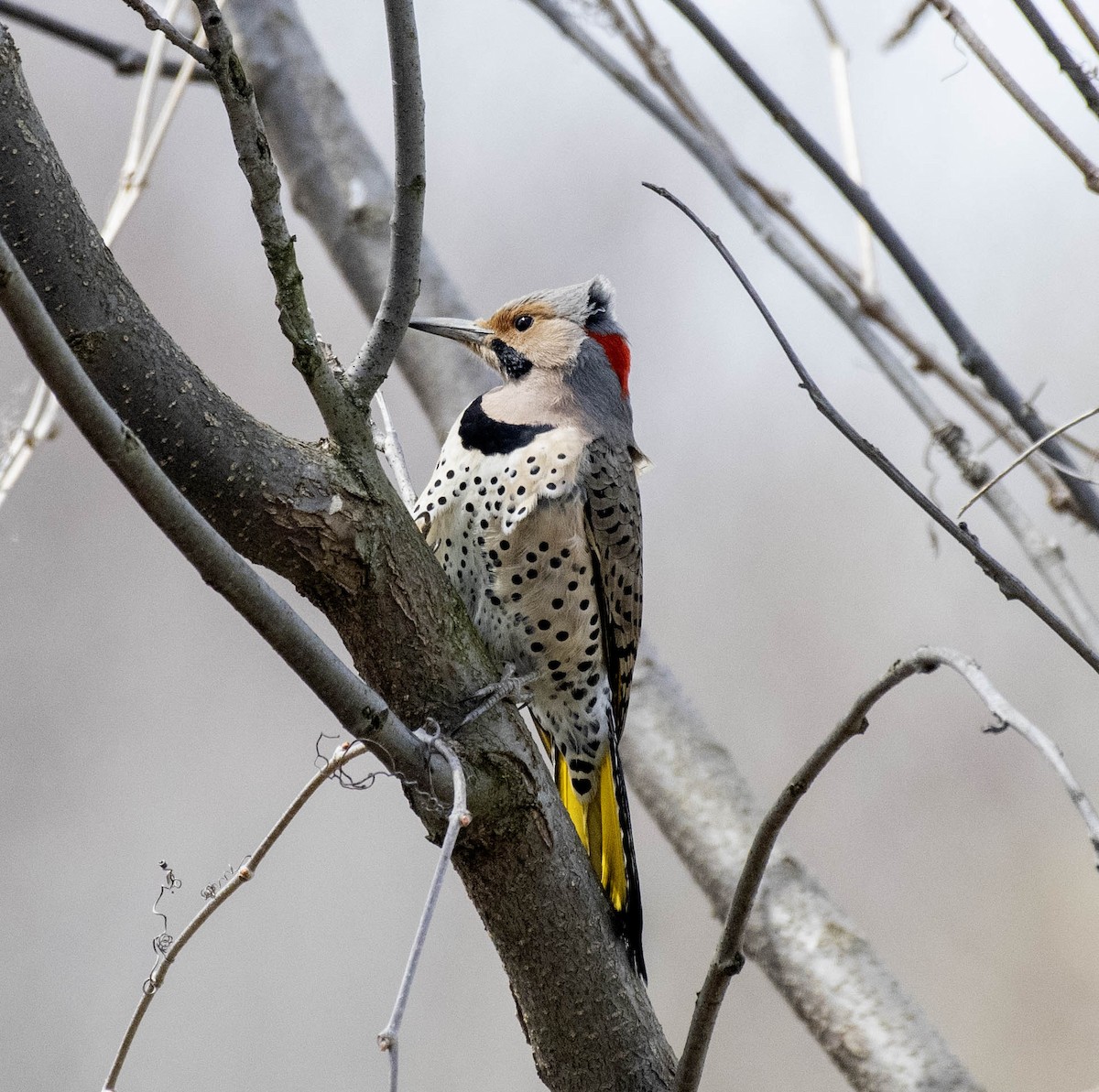 Northern Flicker - ML617241010