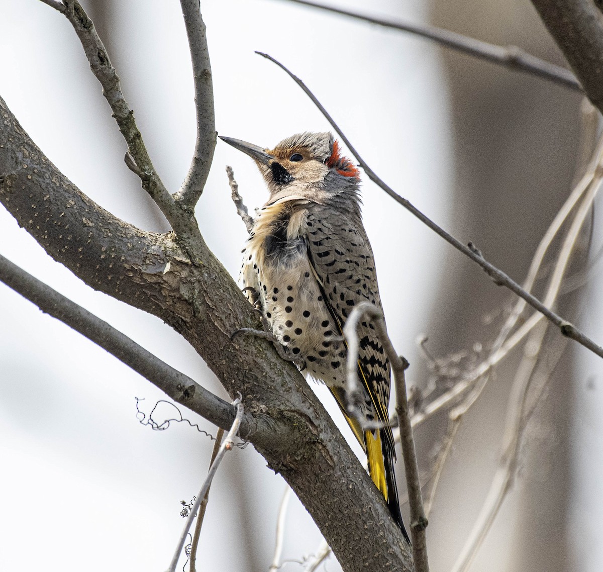 Northern Flicker - ML617241012