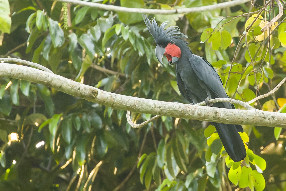 Palm Cockatoo - Joachim Bertrands