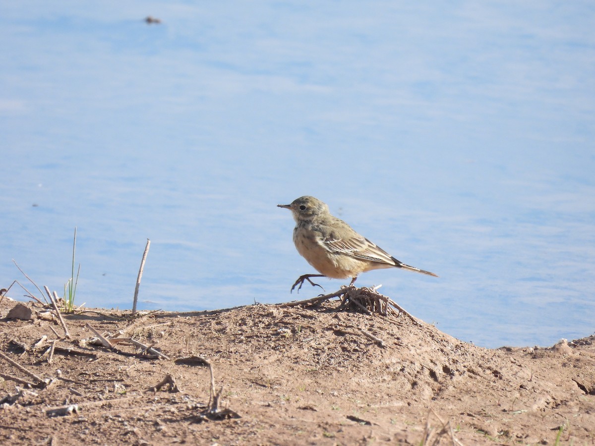 Pipit d'Amérique - ML617241064