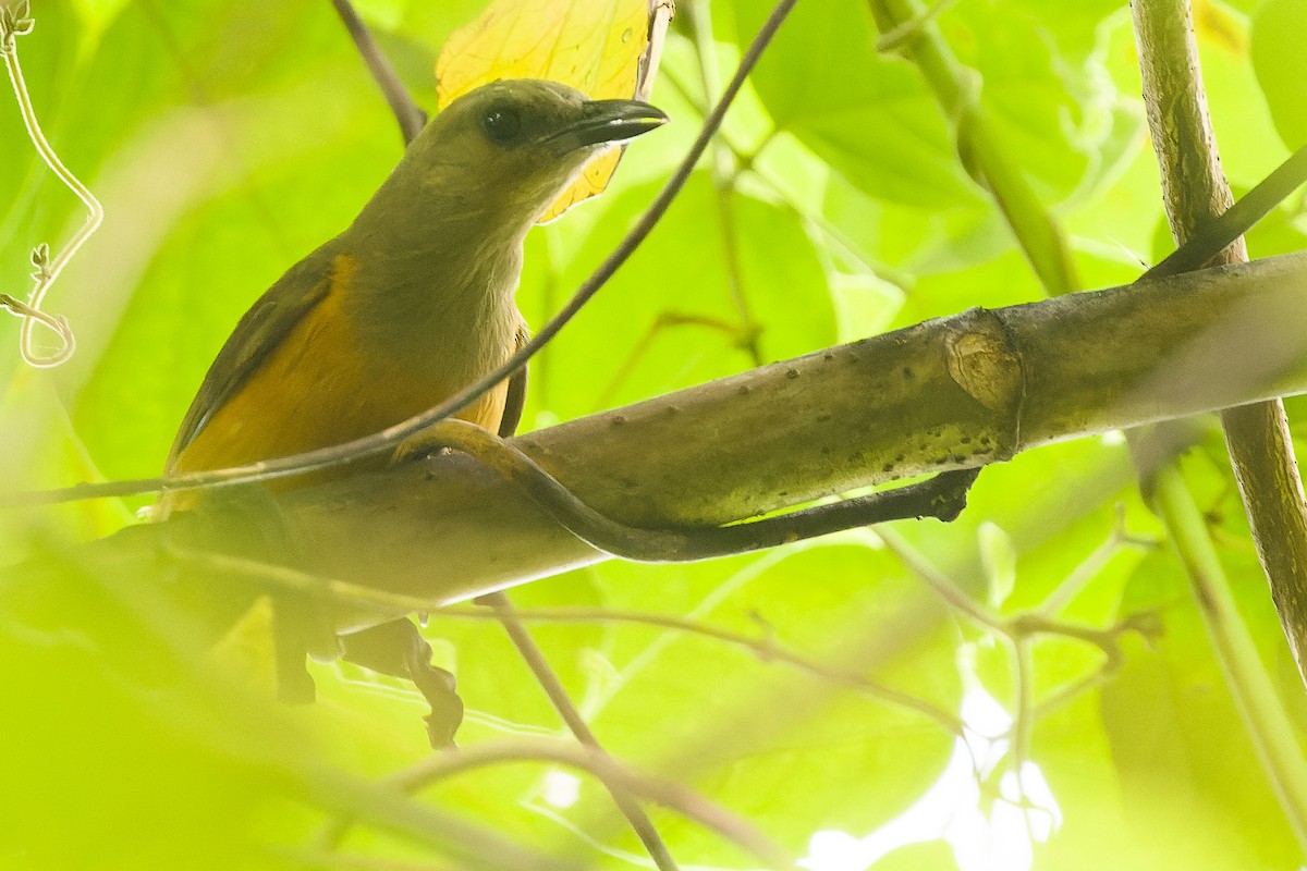 Raja Ampat Pitohui - Joachim Bertrands