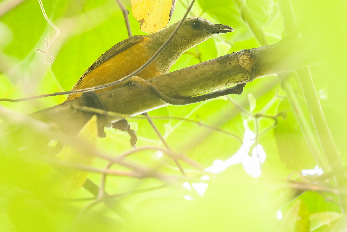 Raja Ampat Pitohui - Joachim Bertrands