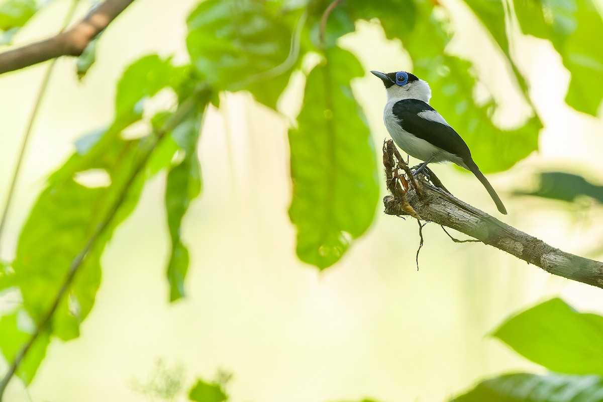 Frilled Monarch - ML617241094