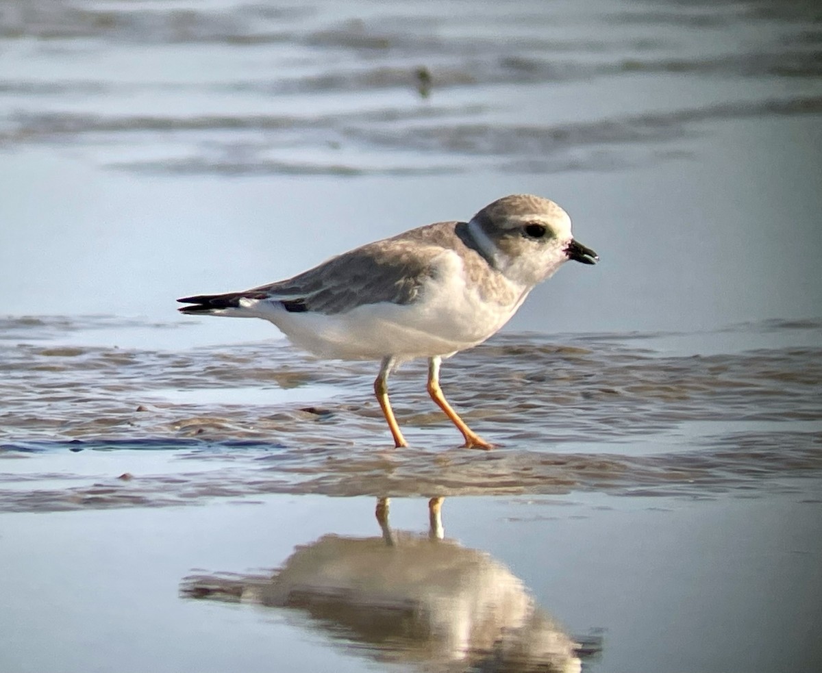 Piping Plover - ML617241111