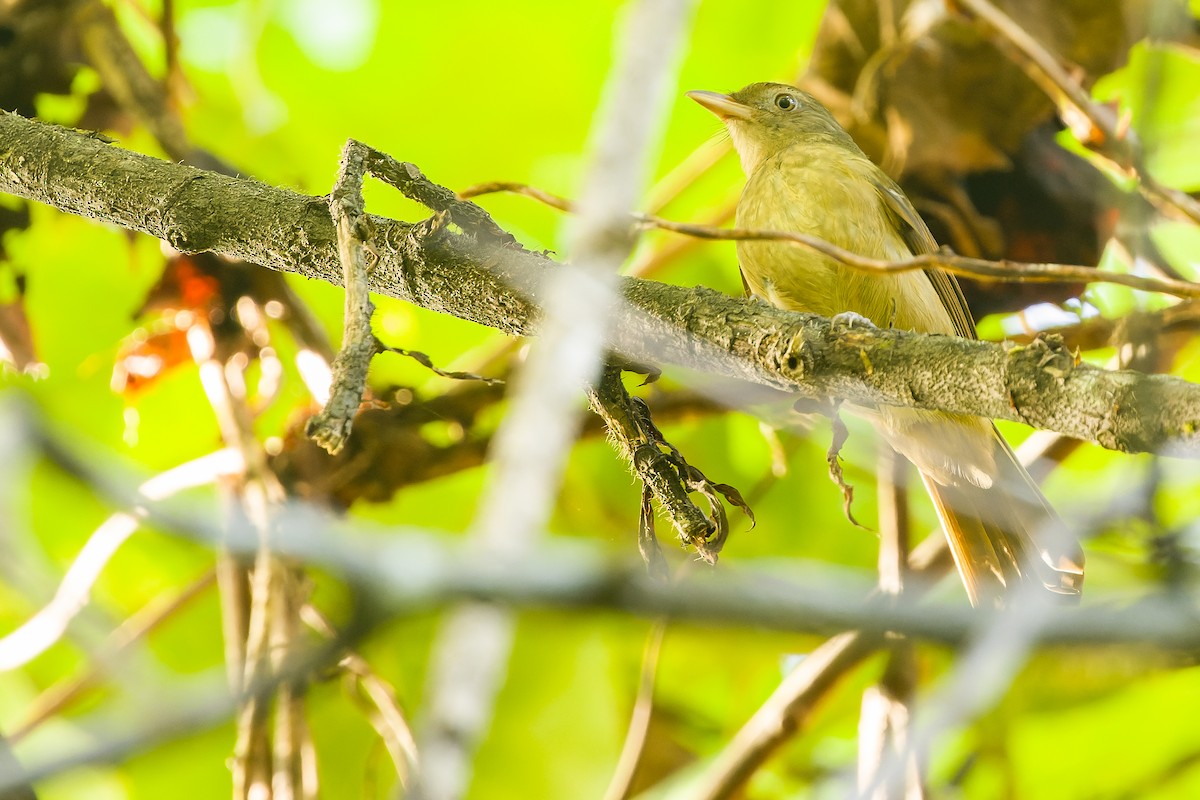 Waigeo Shrikethrush - Joachim Bertrands