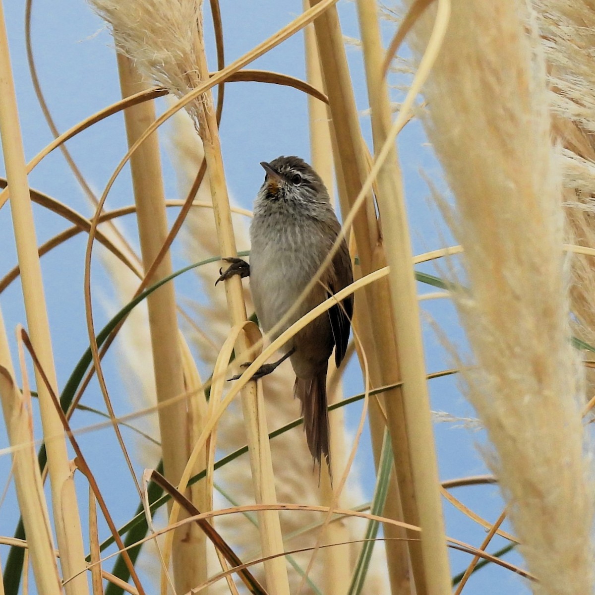 Sulphur-bearded Reedhaunter - Pablo Alejandro Pla