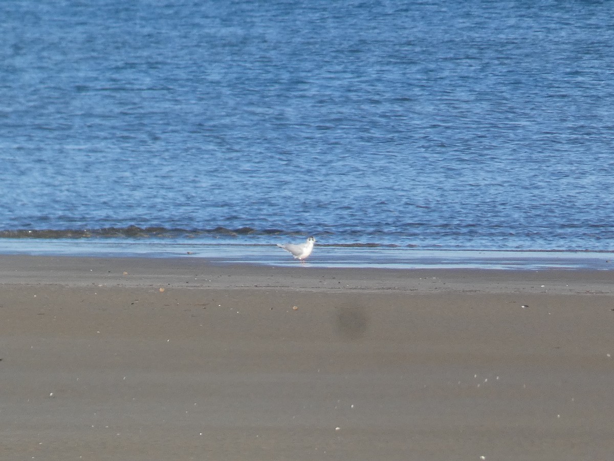 Mouette pygmée - ML617241168