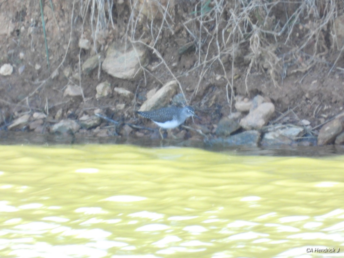 Solitary Sandpiper - ML617241170