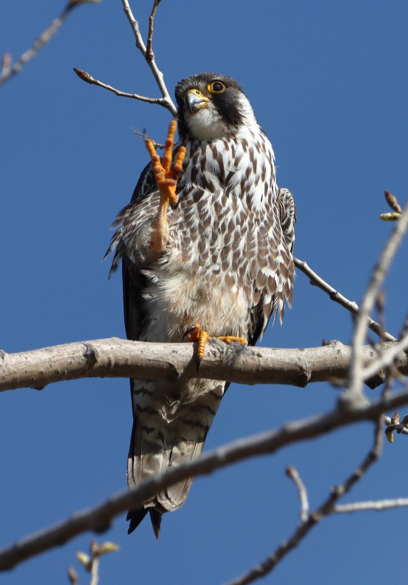 Halcón Peregrino - ML617241182