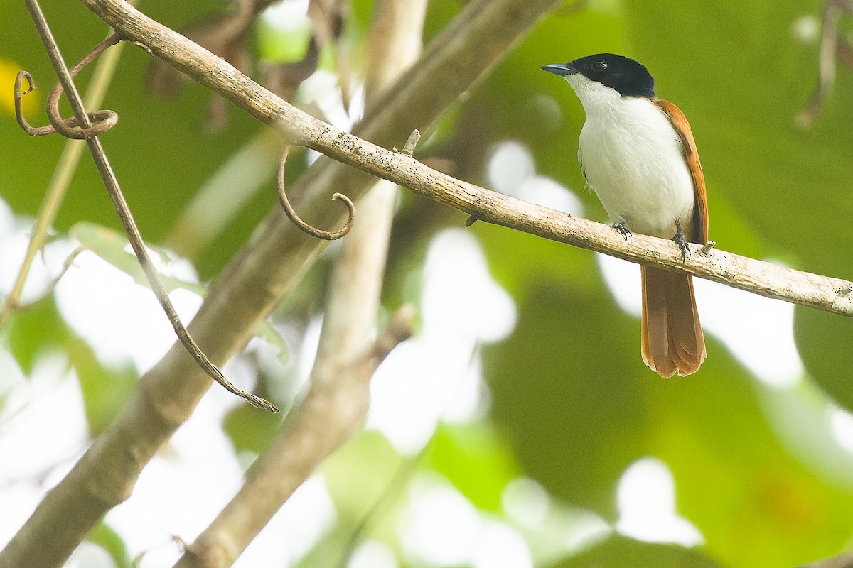 Shining Flycatcher - Joachim Bertrands