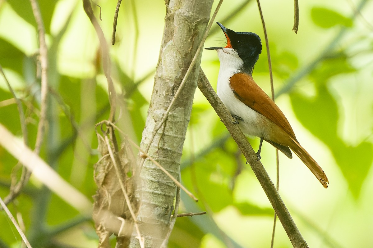 Shining Flycatcher - Joachim Bertrands