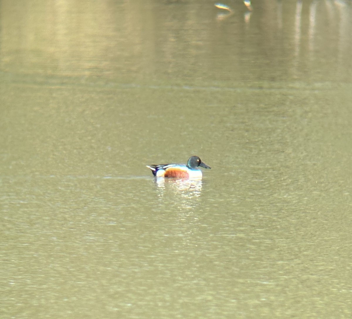 Northern Shoveler - ML617241212