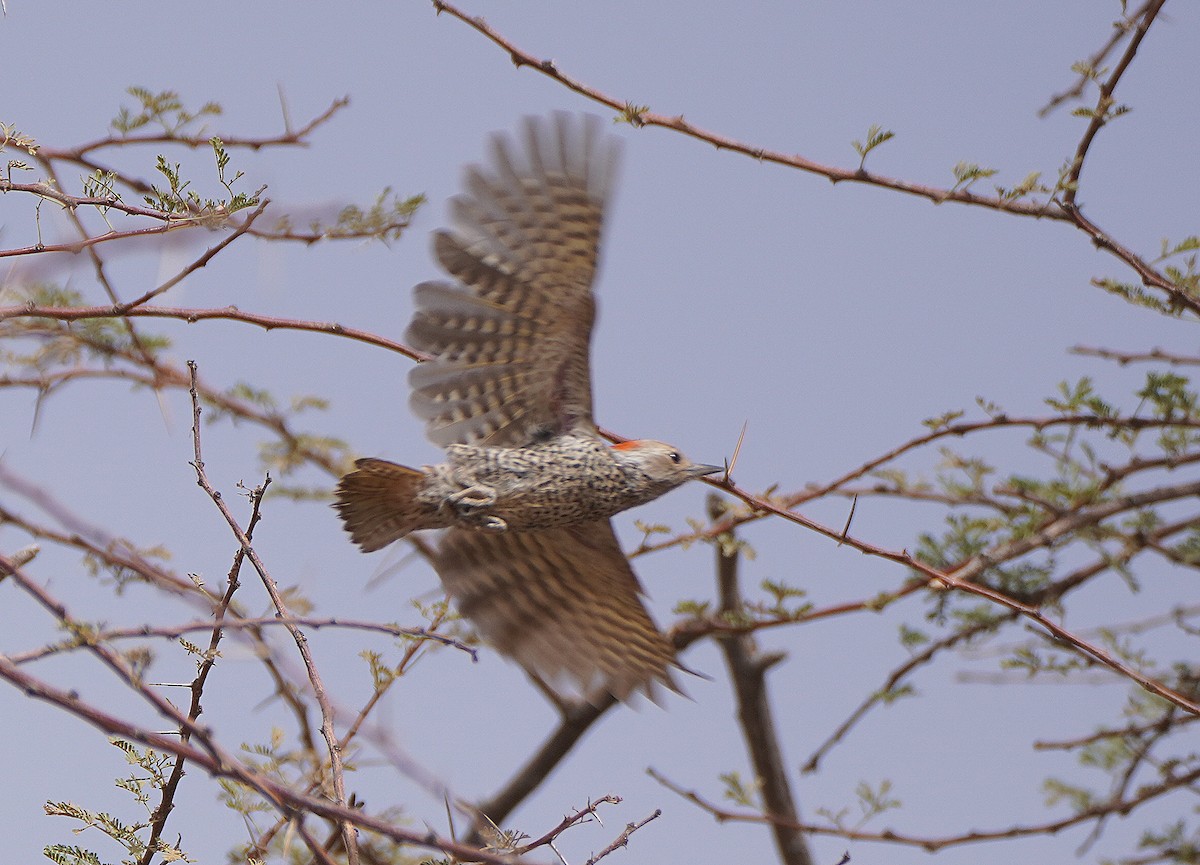 Little Gray Woodpecker - ML617241231