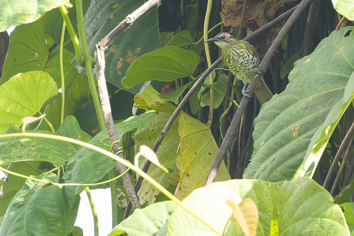 Spotted Honeyeater - ML617241237