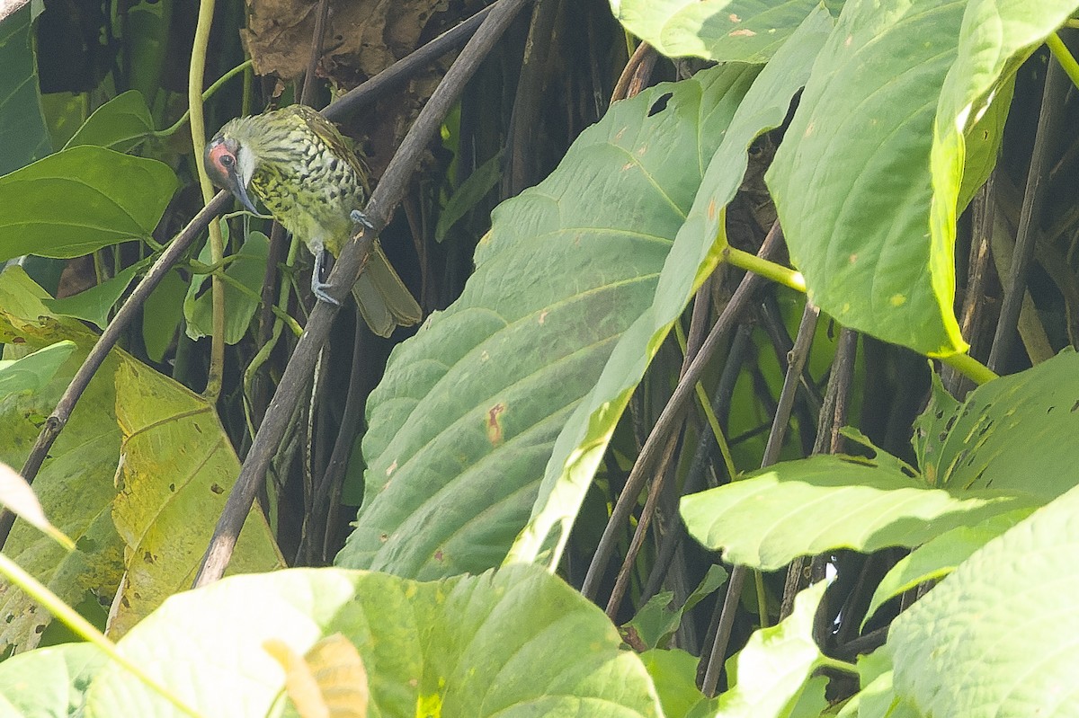 Spotted Honeyeater - Joachim Bertrands