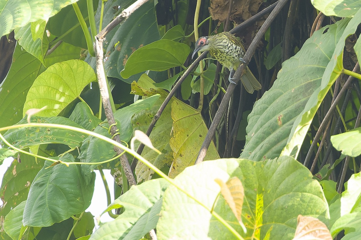 Spotted Honeyeater - ML617241240